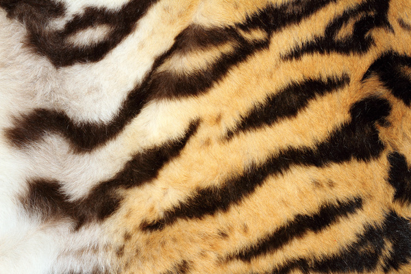 interesting tiger fur detail