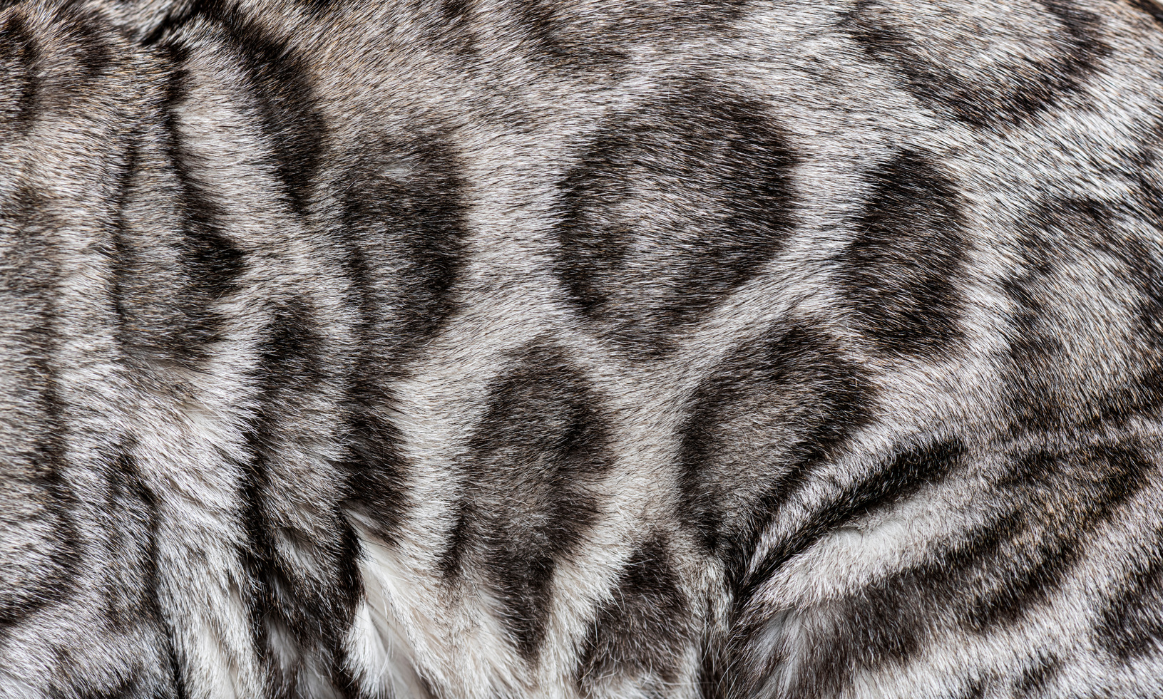 Macro Close-up of Silver Bengal Cat Fur
